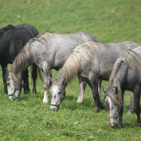 מלון Braun וויטסברג