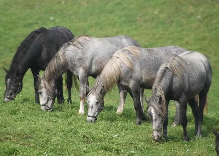Hotel Braun Voitsberg